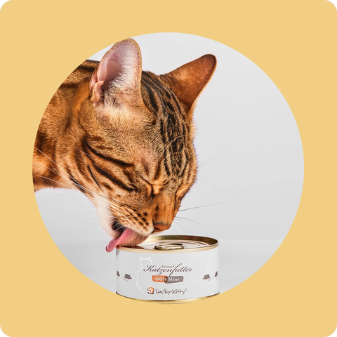 تشویقی گربه