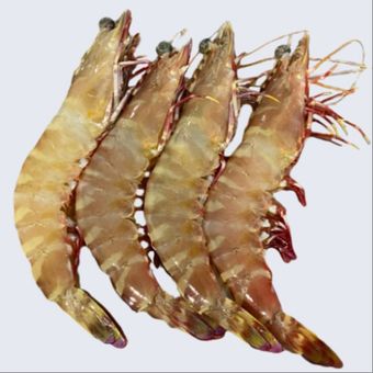 میگو ببری کیلویی سایز 25-30