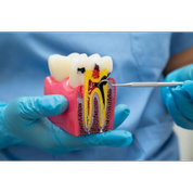 اندودنتیکس