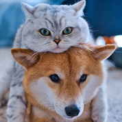 سگ و گربه