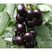 ارقام درخت گیلاس