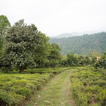 چای سیاه تخصصی املش 150 گرمی