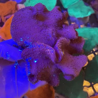 سارکوفیتون