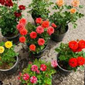 گل طبیعی ساناز