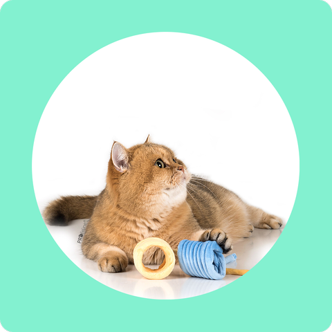 اسباب‌ بازی گربه