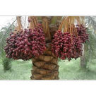 خرما و محصولات مرتبط