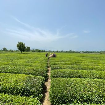 چای سیاه تخصصی فومن 150 گرمی