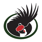 غذای روزانه و ملزومات طوطی سانان