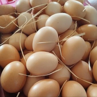تخم مرغ محلی تکی