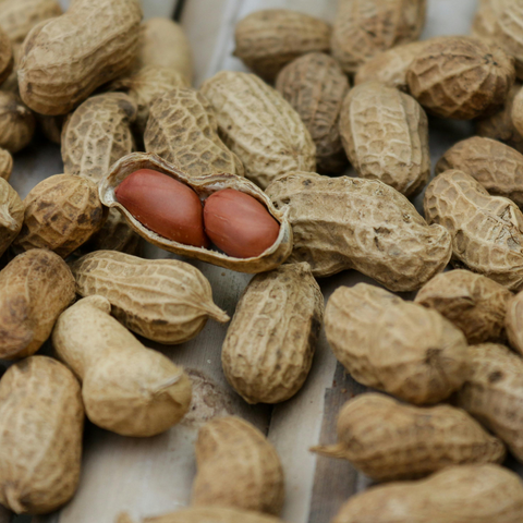 بادام زمینی