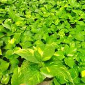 پتوس زعفرانی گلدان 14