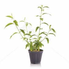 یاس محبوبه شب