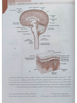 خلاصه نوروآناتومی بالینی اسنل