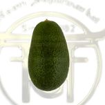آووکادو کنیا درجه 1