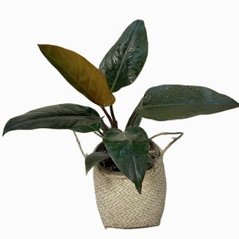 گیاه طبیعی فیلودندرون بلک