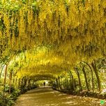 بذر باران طلایی بسته 1000 عددی