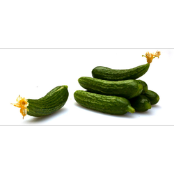 خیار خیارشوری درجه یک مقدار 1 کیلوگرم