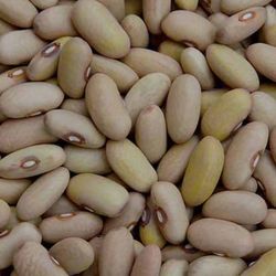 محصول لوبیا کشاورزی