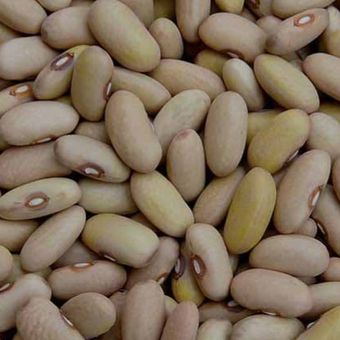 محصول لوبیا کشاورزی