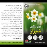 پیاز نرگس شیراز سایز درشت یک عدد