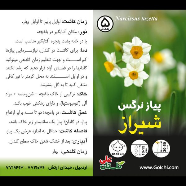 پیاز نرگس شیراز سایز درشت یک عدد
