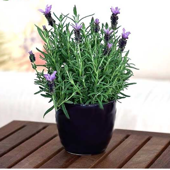گیاه اسطوخودوس