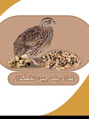 دان بلدرچین تخمگذار وزن یک کیلویی