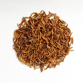 کرم میلورم مخصوص طوطی سانان وزن 1000 گرم