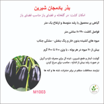 بذر بادمجان شیرین توگال 1003