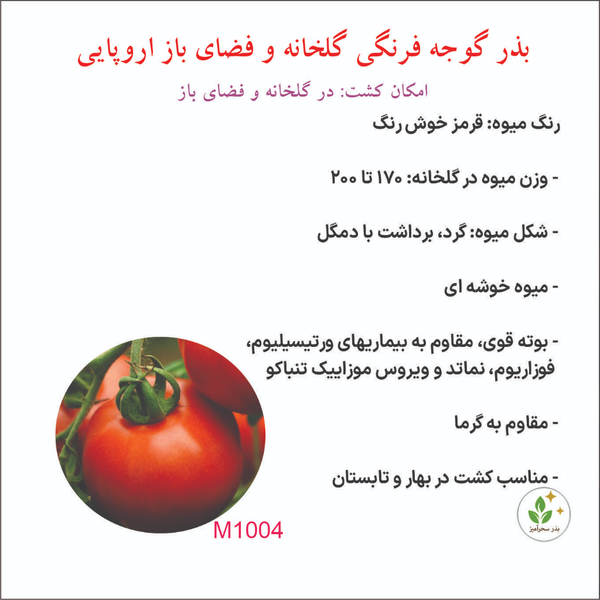 بذر گوجه فرنگی گلخانه و فضای باز اروپایی آگروبن 1004
