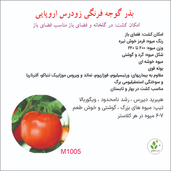 بذر گوجه فرنگی زودرس اروپایی آژمان 1005