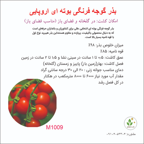 بذر گوجه فرنگی بوته ای آرونی 1009