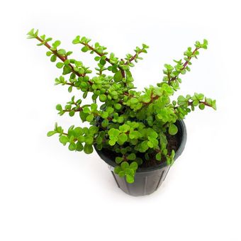 گیاه طبیعی کراسولا خرفه ای