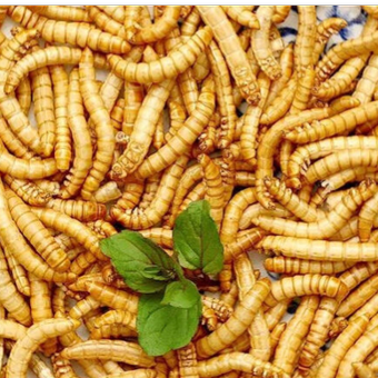 میلورم زنده درجه یک 200گرمی