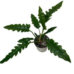 گیاه طبیعی فیلودندرون  کنگره ای