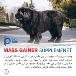 مکمل عضله‌ساز سگ بایو پت مدل Mass Gainer وزن 400 گرم