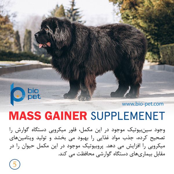 مکمل عضله‌ساز سگ بایو پت مدل Mass Gainer وزن 400 گرم