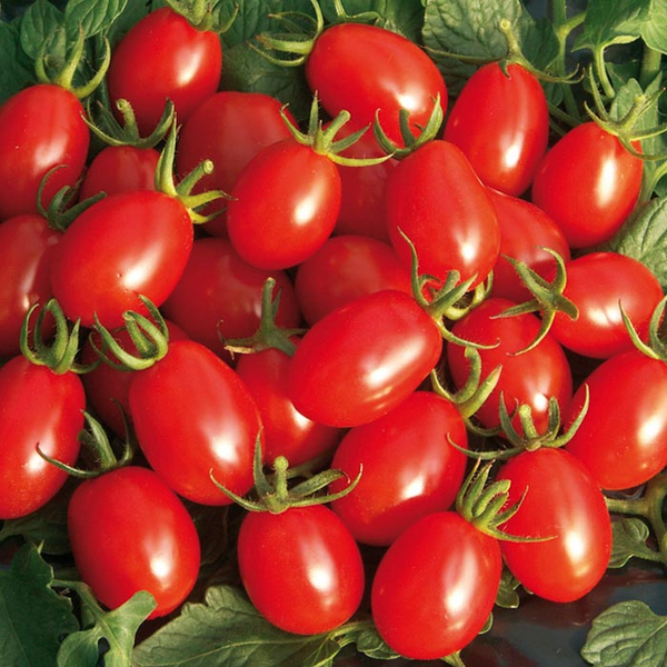 بذر گوجه زیتونی قرمز بسته 15عددی