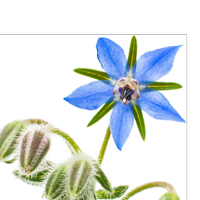 فروشگاه گیاهان دارویی