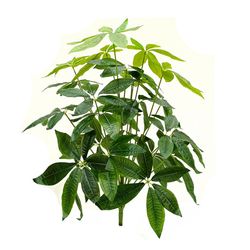 درختچه مصنوعی مدل پاچیرا