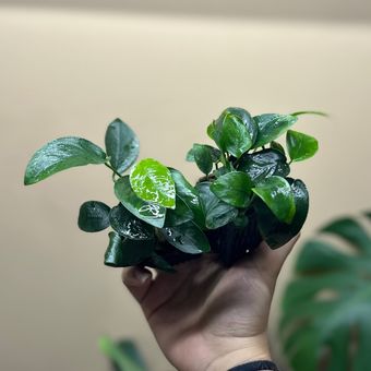 گیاه آنوبیاس بارتری وارناناکینگ L