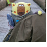 گربه ماهی گیر