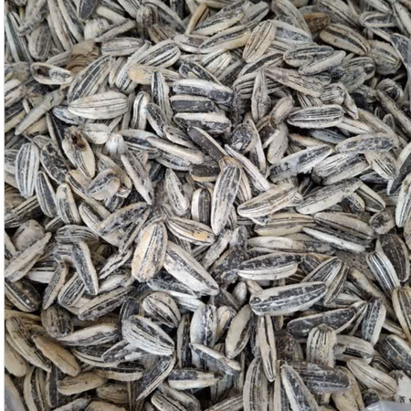 تخمه آفتاب گردان