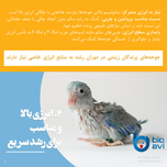 غذای کمکی جوجه طوطی سانان بایو اوی مدل HR19 وزن 500 گرم