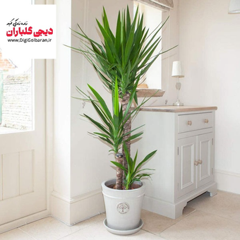 بنسای یوکا 3 تنه با گلدان سرامیکی