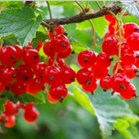 بذر ردکارنت(انگور فرنگی) بسته 5عددی