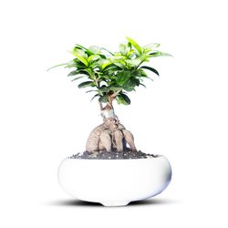 گیاه طبیعی بونسای جنسینگ