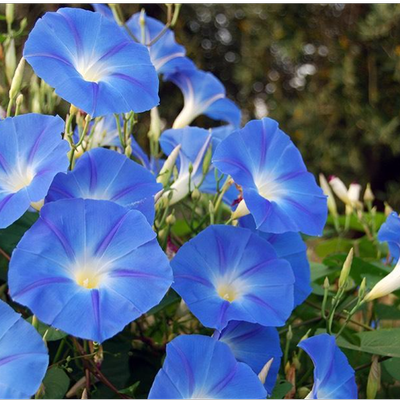 بذر پیچک نیلوفر آبی بسته 10عددی