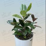 گلدان فلزی استوانه رنگ کوره ای چرخدار