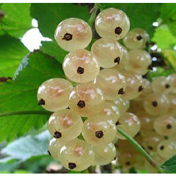 بذر وایت کارنت(انگور فرنگی) بسته 5عددی